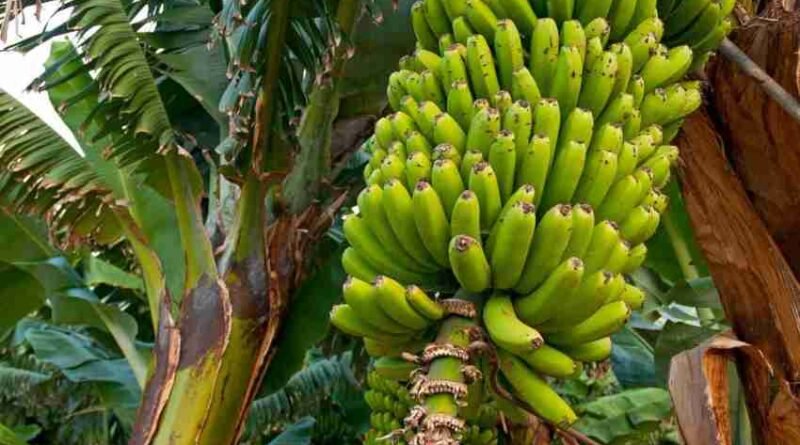 Managing Soil-Borne Pests in Bananas